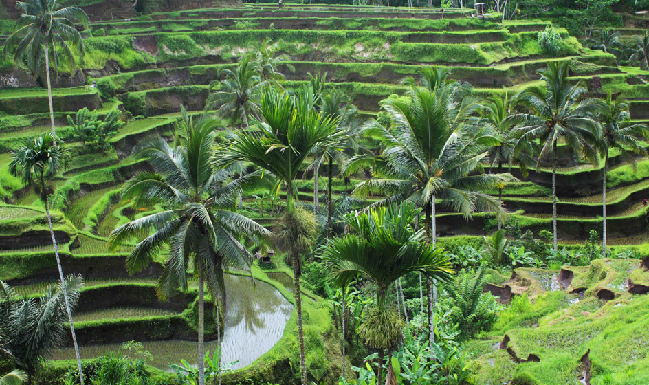 Rice Terraces, Ubud
